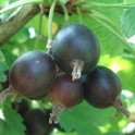 CASSEILLE, Ribes josta (20 graines)