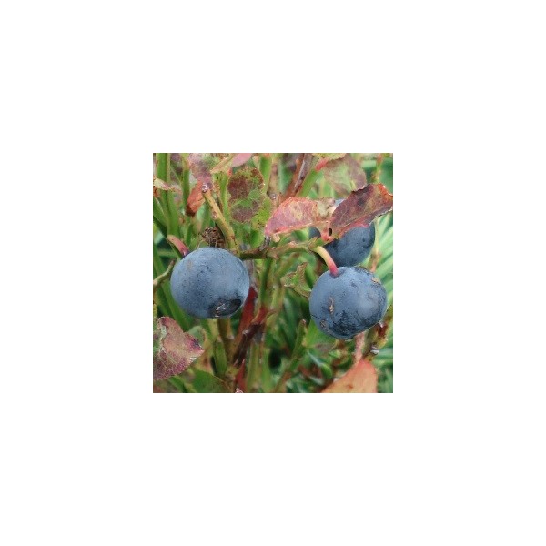Myrtille Sauvage (Vaccinium myrtillus) Graines - Alsagarden
