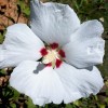 Hibiscus althea blanc graines