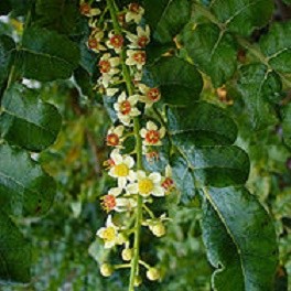 arbre a encens boswellia sacra graines