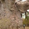 baobab graines