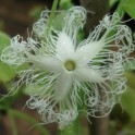 FLEURS DENTELLES, Trichosanthes cucumerina (4 graines)