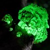 champignons bioluminescents achat vente